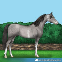 Horse Color:Gray Platinum White Spotted Smoky Black Pearl Tobiano