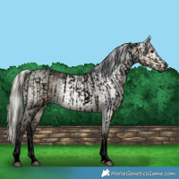 Horse Color:Void White Spotted Buckskin Roan and Gray Void White Spotted Silver Buckskin Roan Dun