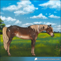 Horse Color:Gray White Spotted Liver Chestnut 