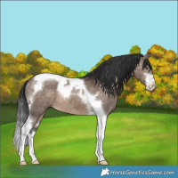 Horse Color:White Spotted Brown Dun Tobiano 