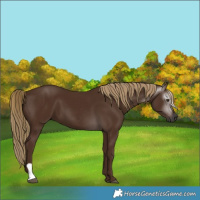 Horse Color:Gray Chestnut 