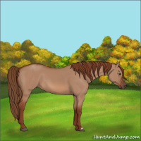 Horse Color:Red Dun