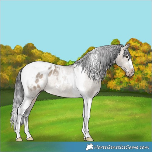 Horse Color:Brown Dun Tobiano Appaloosa Rabicano 