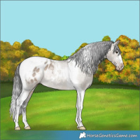 Horse Color:Brown Dun Tobiano Appaloosa Rabicano