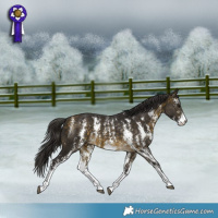 Horse Color:Buckskin Sabino Rabicano 