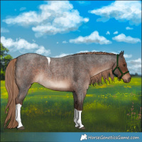 Horse Color:Liver Red Roan Tobiano 