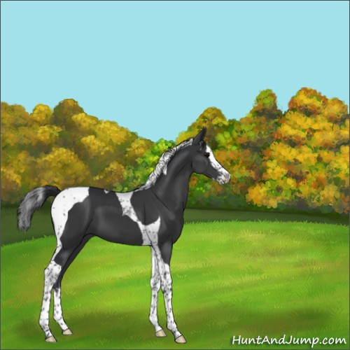 Horse Color:Black Splash Tobiano 