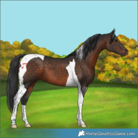 Horse Color:Brown Tobiano 