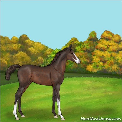 Horse Color:Liver Chestnut Sabino 