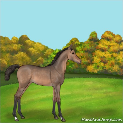 Horse Color:Bay Dun 