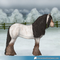 Horse Color:Liver Red Dun Roan 