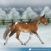 Horse Color:Chocolate Palomino Tobiano 