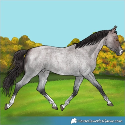 Horse Color:Buckskin Roan Dun Sabino 