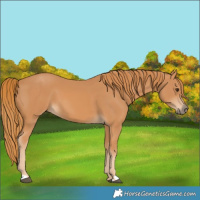 Horse Color:Chestnut 