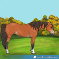 Horse Color:Bay 