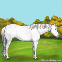 Horse Color:Liver Chestnut Frame 