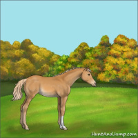 Horse Color:Palomino 