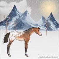 Horse Color:Bay Sabino Appaloosa 