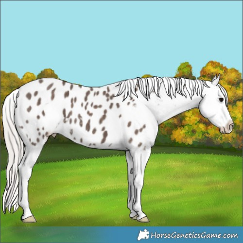 Horse Color:Silver Black Appaloosa 