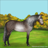 Horse Color:Gray Bay 
