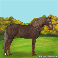 Horse Color:Gray Chestnut 