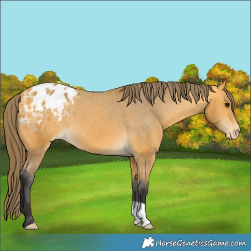 Horse Color:Buckskin Appaloosa 