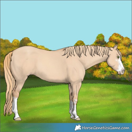 Horse Color:Gold Champagne Dun 