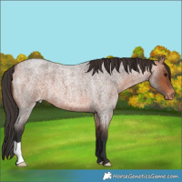 Horse Color:Bay Roan Varnish 