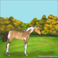 Horse Color:Buckskin Tobiano