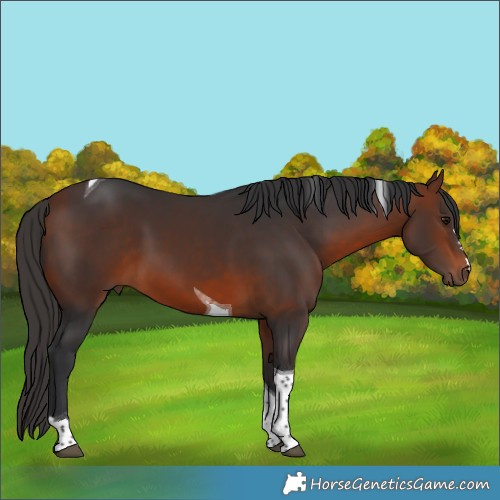 Horse Color:Bay Tobiano 