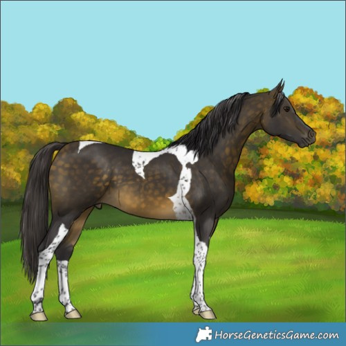 Horse Color:Buckskin Tobiano 