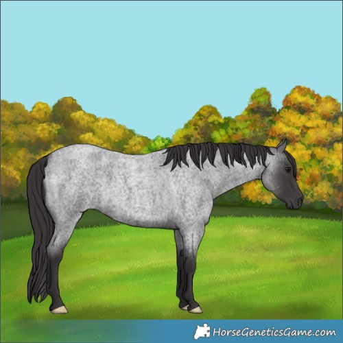 Horse Color:Smoky Blue Roan
