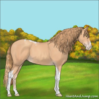 Horse Color:Gold Champagne Splash Tobiano