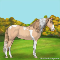 Horse Color:Gold Champagne Splash Tobiano