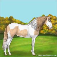 Horse Color:Gold Champagne Splash Tobiano 