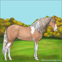 Horse Color:Gold Champagne Splash Tobiano 