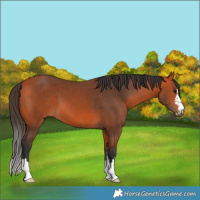 Horse Color:Bay 