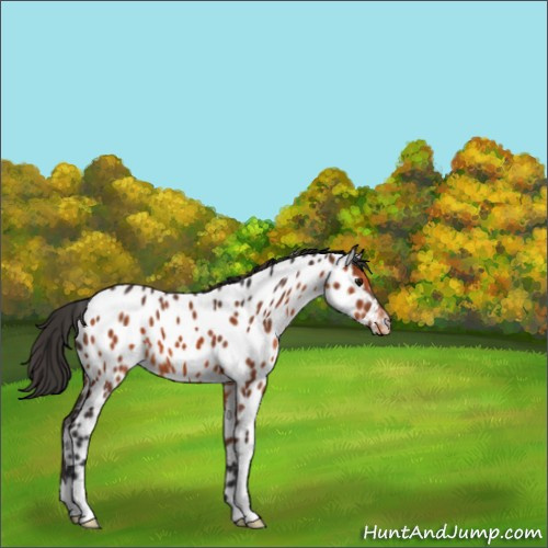 Horse Color:Brown Appaloosa 