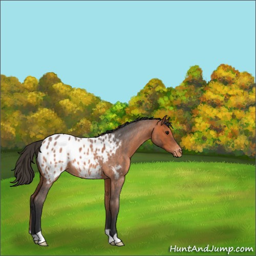 Horse Color:Bay Roan Appaloosa 