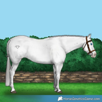 Horse Color:Liver Red Roan Frame 