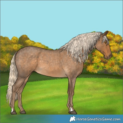 Horse Color:Chocolate Palomino Roan 
