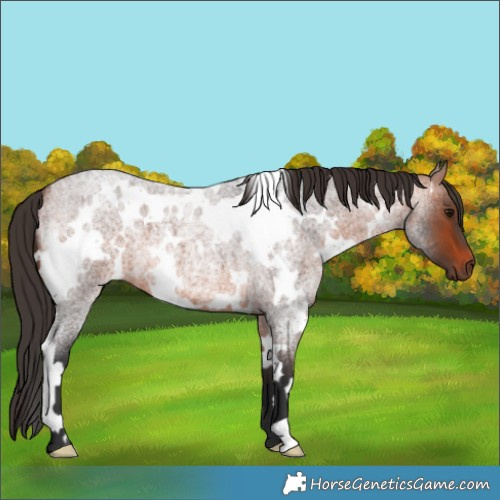 Horse Color:White Spotted Bay Roan 