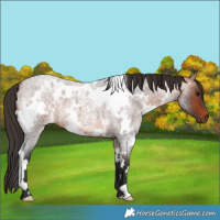 Horse Color:White Spotted Bay Roan 