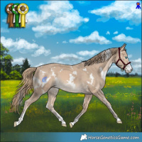 Horse Color:White Spotted Perlino Sabino 