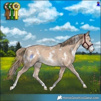 Horse Color:White Spotted Perlino Sabino 