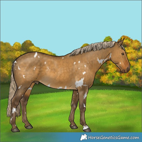 Horse Color:White Spotted Chocolate Palomino Dun Rabicano 