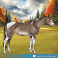 Horse Color:Liver Red Dun Tobiano Rabicano 