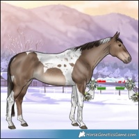 Horse Color:Liver Red Dun Tobiano Rabicano 