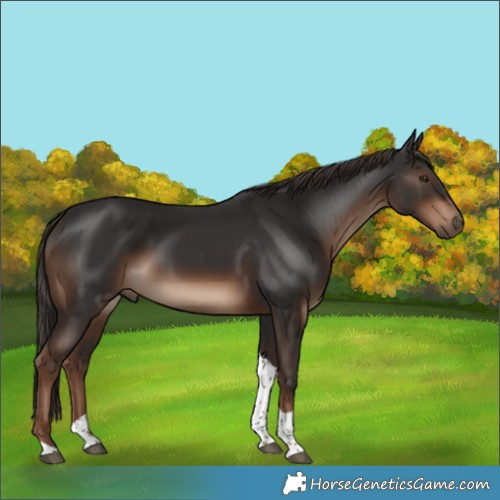 Horse Color:Liver Chestnut Tobiano 