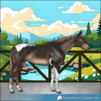 Horse Color:Liver Chestnut Tobiano